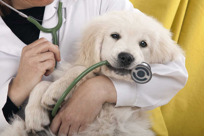 Understanding pet insurance in the UK: is it worth It?