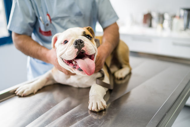 9 Common Dog Health Issues and How to Prevent Them