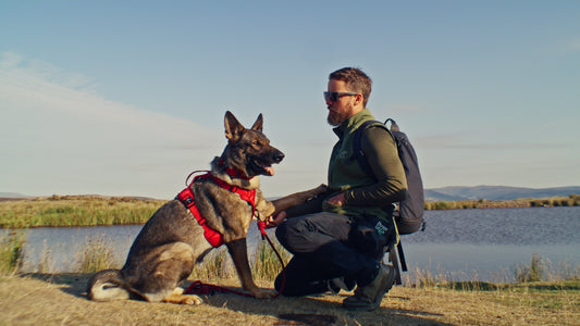 Why Front D-Ring Harnesses Matter - Especially for Dogs That Pull or Lunge Why Front D-Ring Harnesses Matter - Especially for Dogs That Pull or Lunge