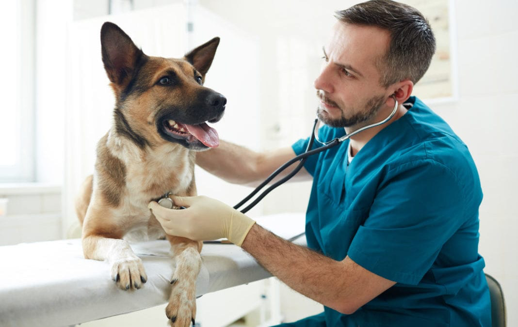 Understanding Pet Insurance: Is It Worth It? (USA)