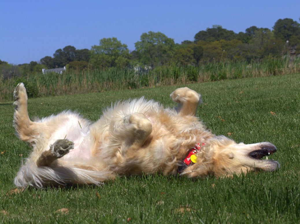 How to Get Fox Poo Out of Your Dog’s Accessories and Fur