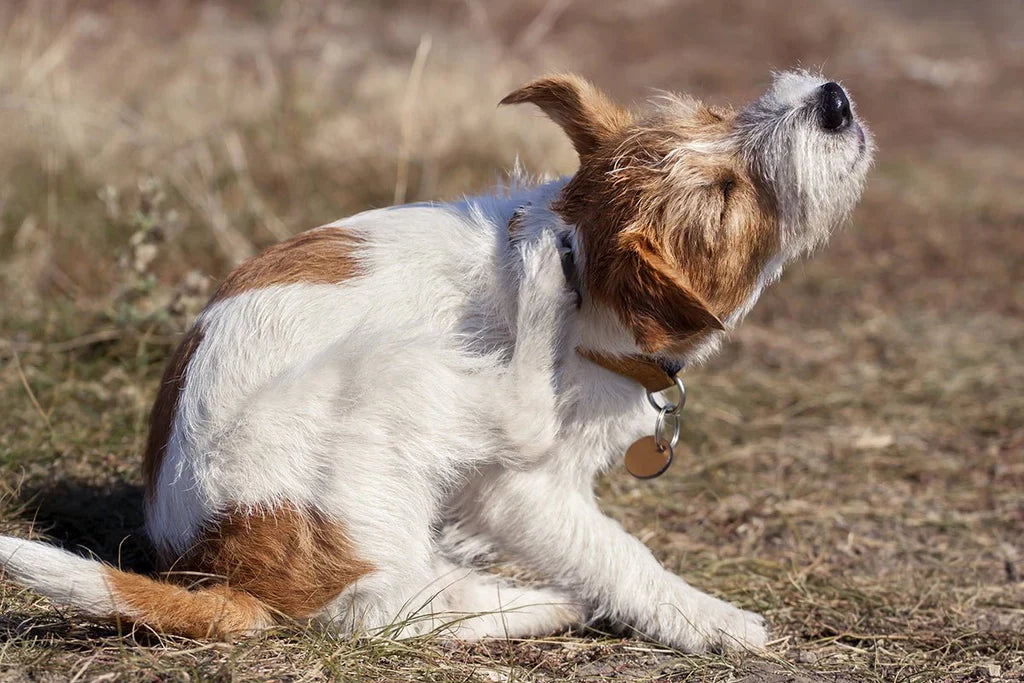 How to identify and treat fleas in dogs