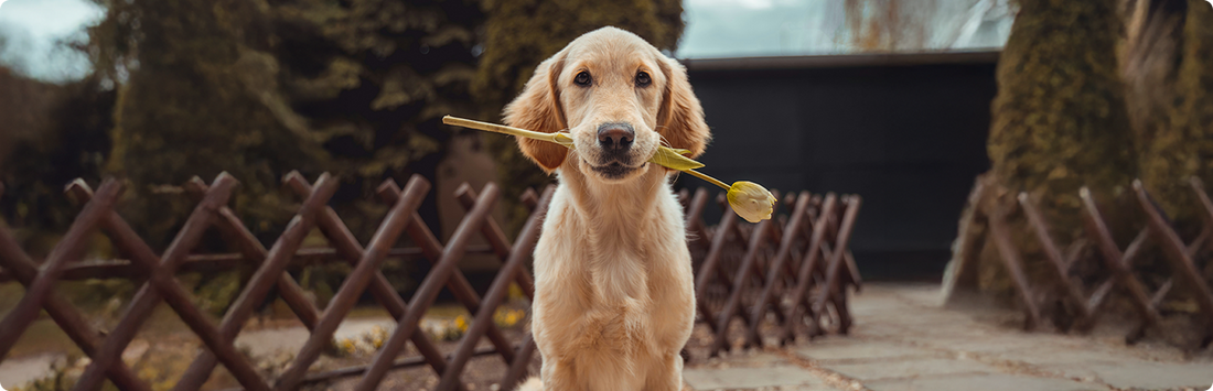 Top 10 Dog Breeds for Families