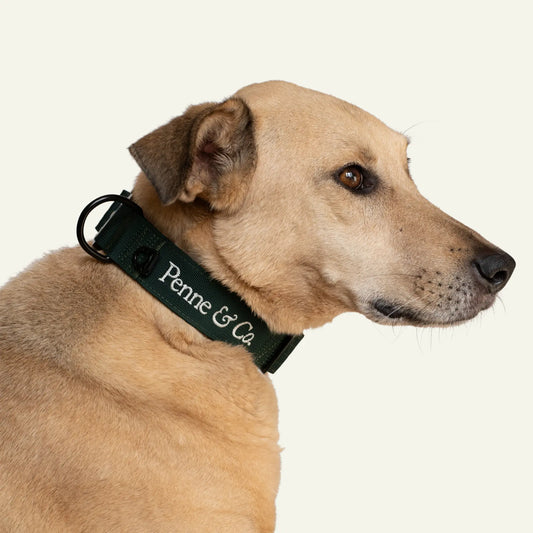 Brecon Collar Brecon Collar