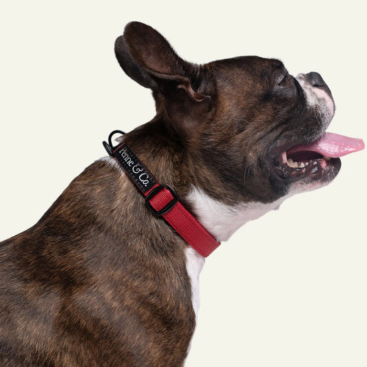 Richmond Collar Richmond Collar