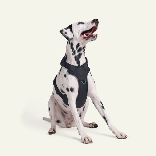 Brecon Harness Brecon Harness