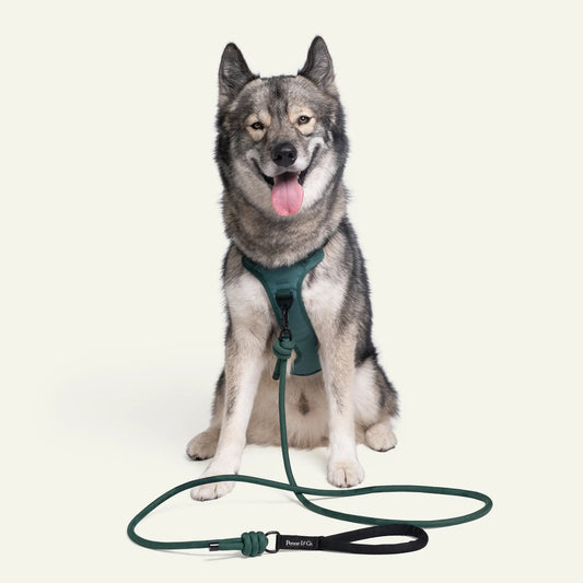 Brecon Lead Brecon Lead