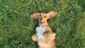 The 9 Biggest Moments for Dogs In 2025