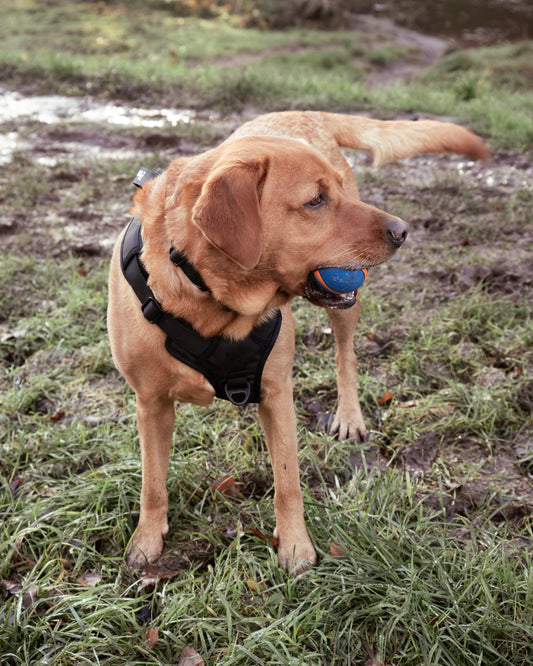 Why you should train your dog with a front D-Ring