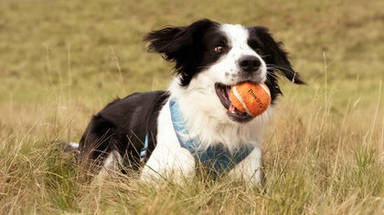 Fetch Is Not the Only Game. Let Me Explain.