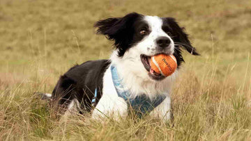 Fetch Is Not the Only Game. Let Me Explain.