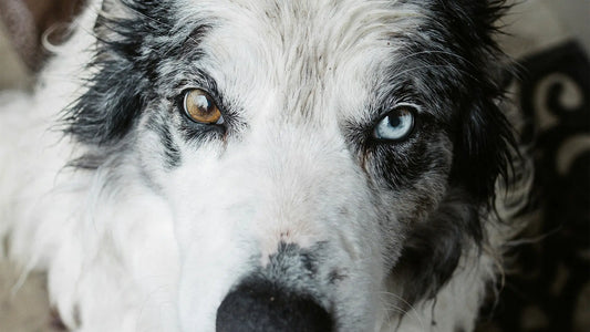 Your dog doesn't see colour like you do.