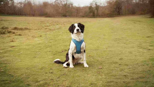 Collar vs Harness
