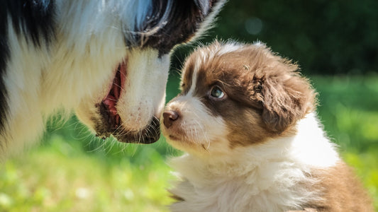 6 Tips for socializing your dog