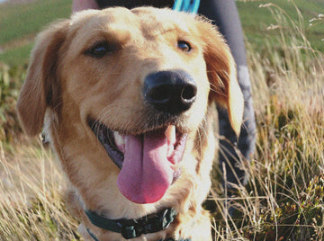 National Pet Day Giveaway