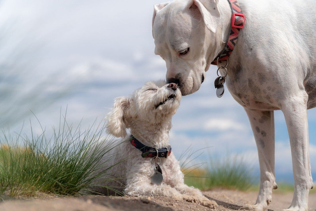 Puppy Training Basics: A step-by-step guide to raising a well-behaved dog