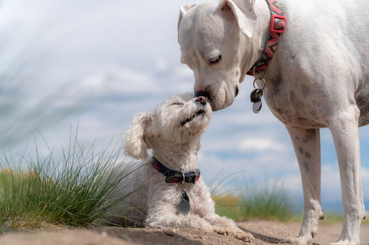 Puppy Training Basics: A step-by-step guide to raising a well-behaved dog