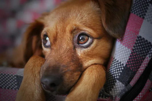 Tackling Separation Anxiety in Dogs
