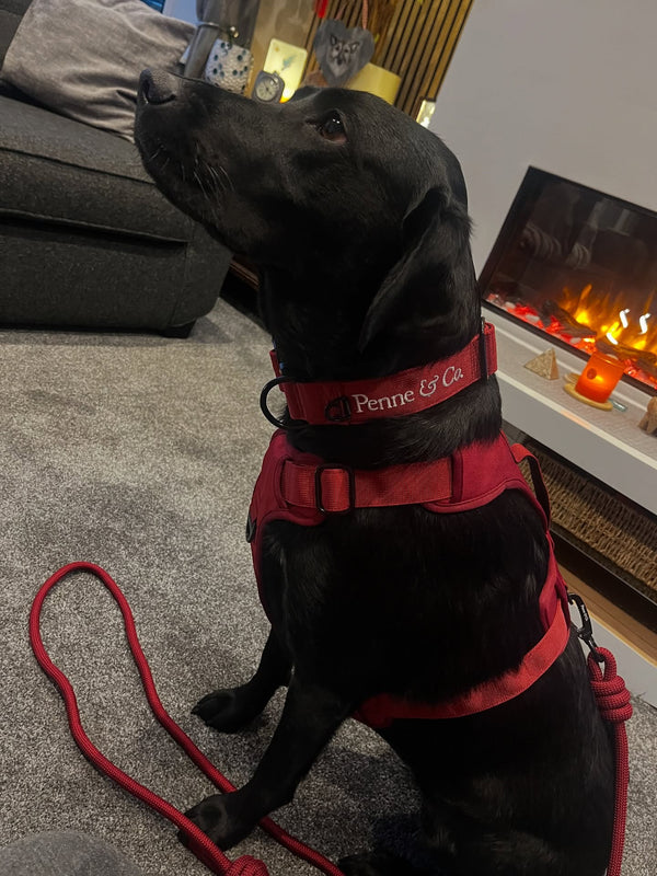 @labrador_daisy_2023