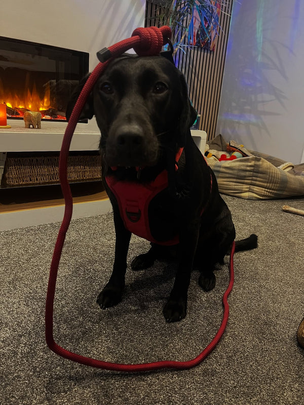 @labrador_daisy_2023