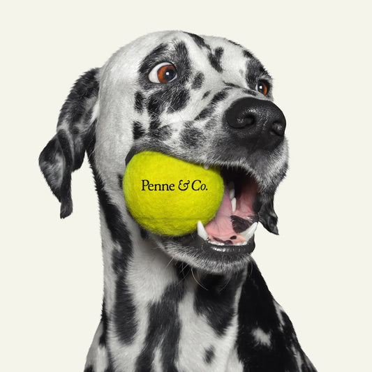 Dog Tennis Balls