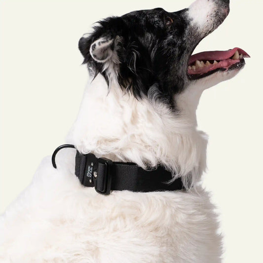 Dog wearing a green collar with 'Penne & Co.' branding on a white background