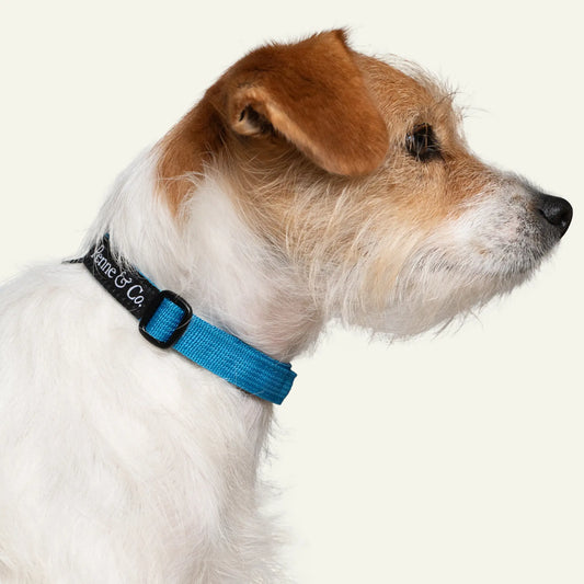 Dog wearing red Penne&Co. Richmond Collar on a white background.