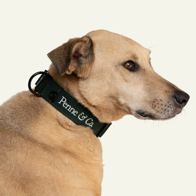 Brecon Collar