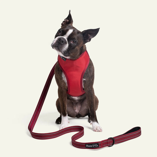 Dog wearing Penne&Co. green Richmond high quality leash