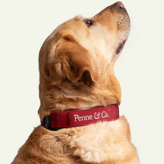 Dog wearing a green collar with 'Penne & Co.' branding on a white background