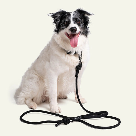 Dog wearing a green harness with a leash on a white background
