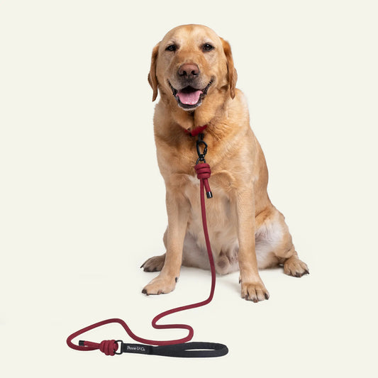 Dog wearing a green harness with a leash on a white background