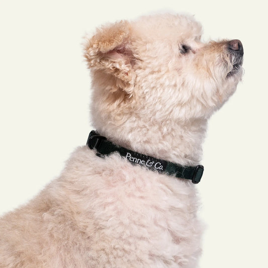 Dog wearing red Penne&Co. Richmond Collar on a white background.