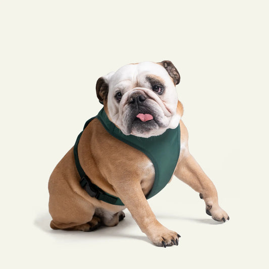 Dog wearing Penne&Co. Richmond harness in blue. 