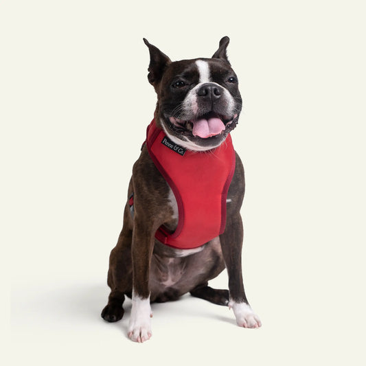 Dog wearing Penne&Co. Richmond harness in blue. 