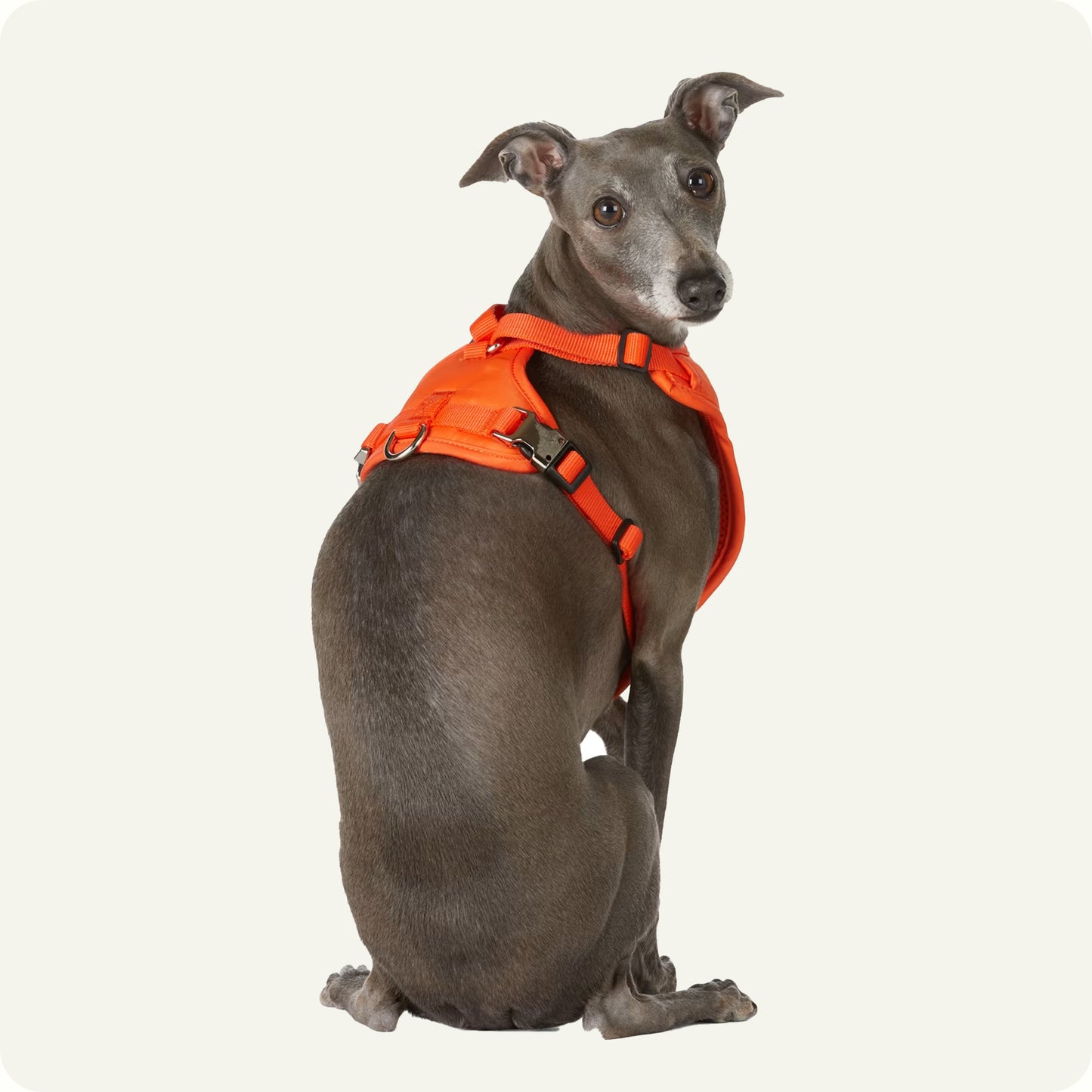 Brecon Harness