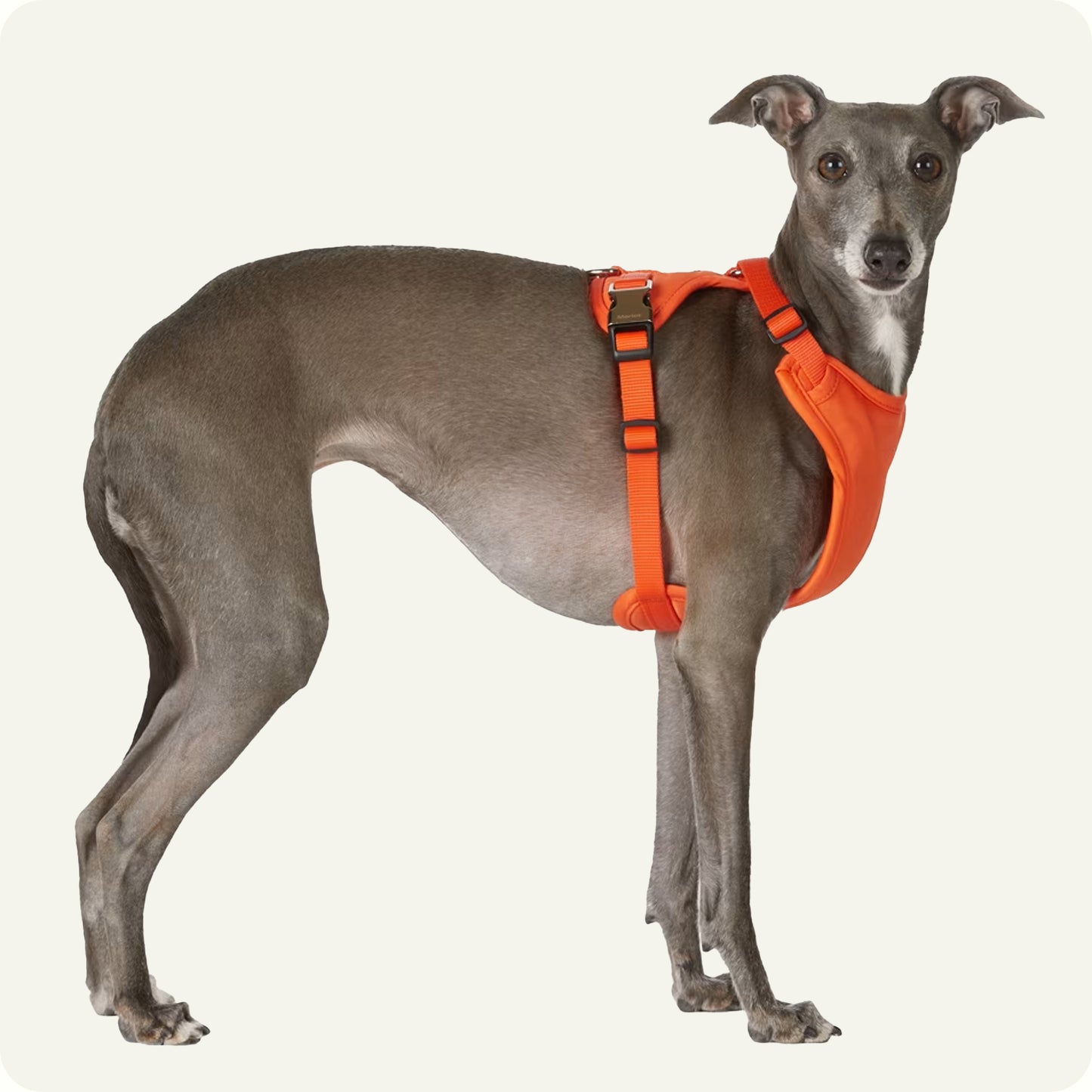 Brecon Harness