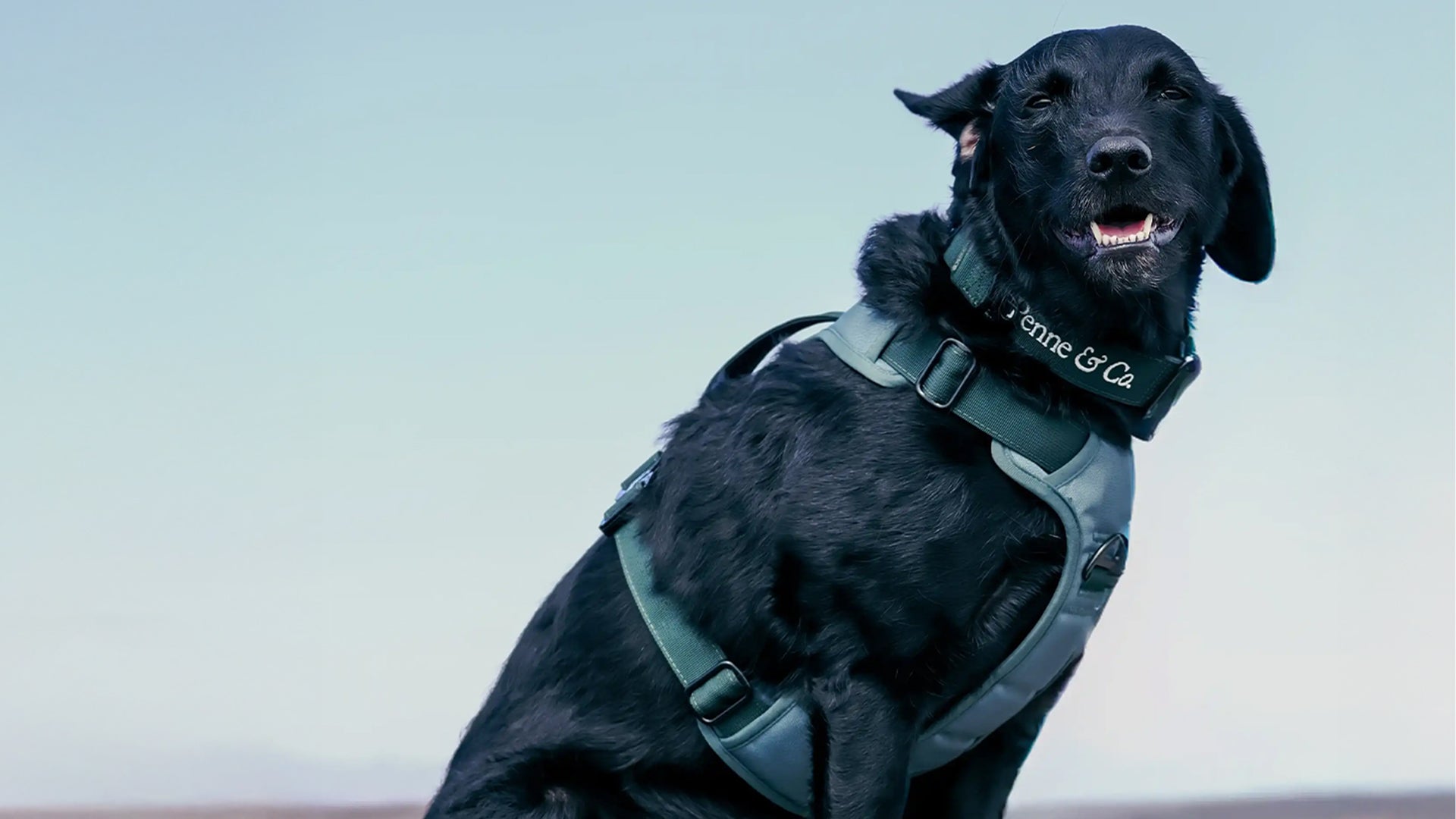 Black dog wearing green Penne&Co. harness and collar combination.