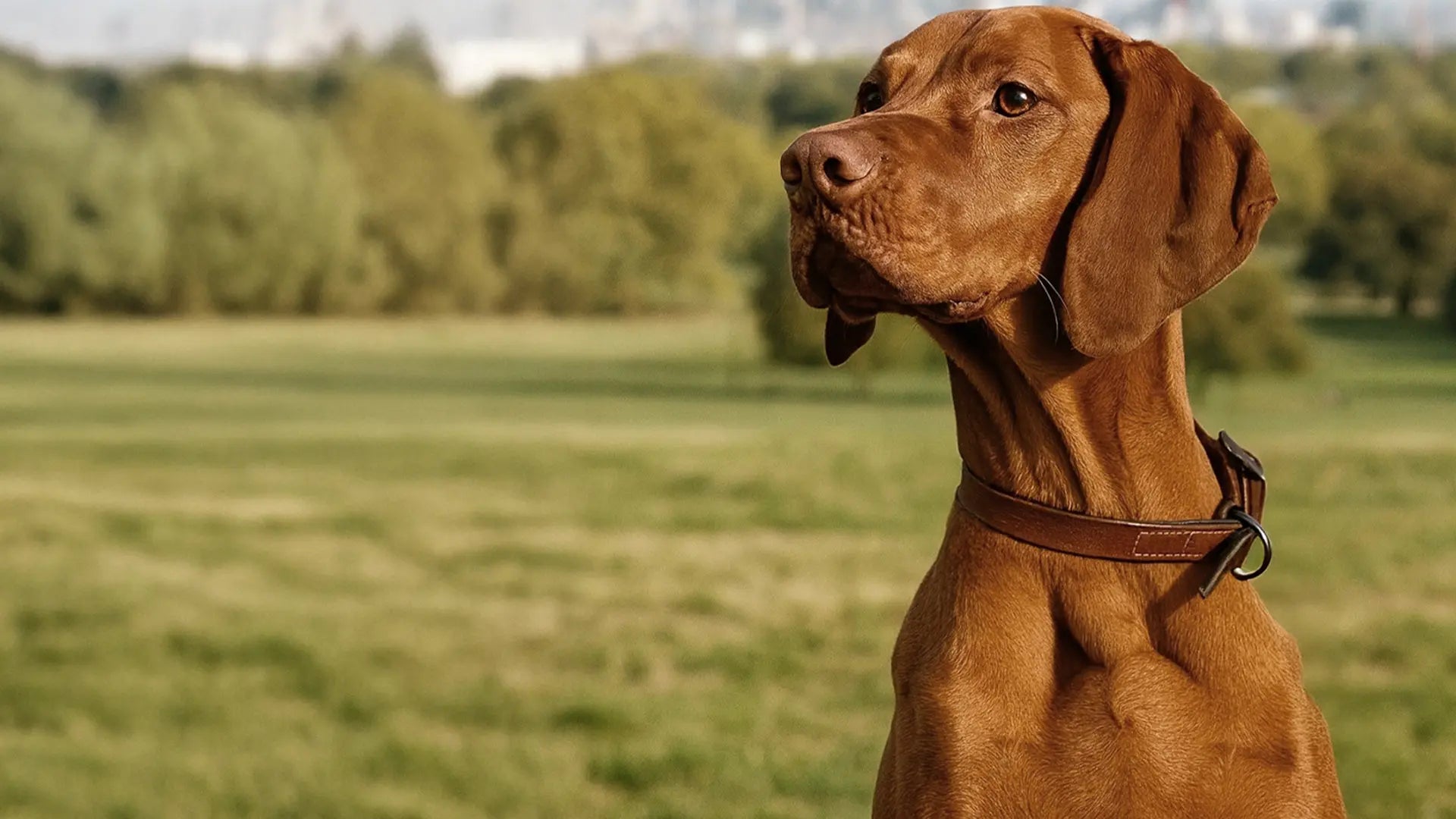 Brown dog standing in a field with trees in the background