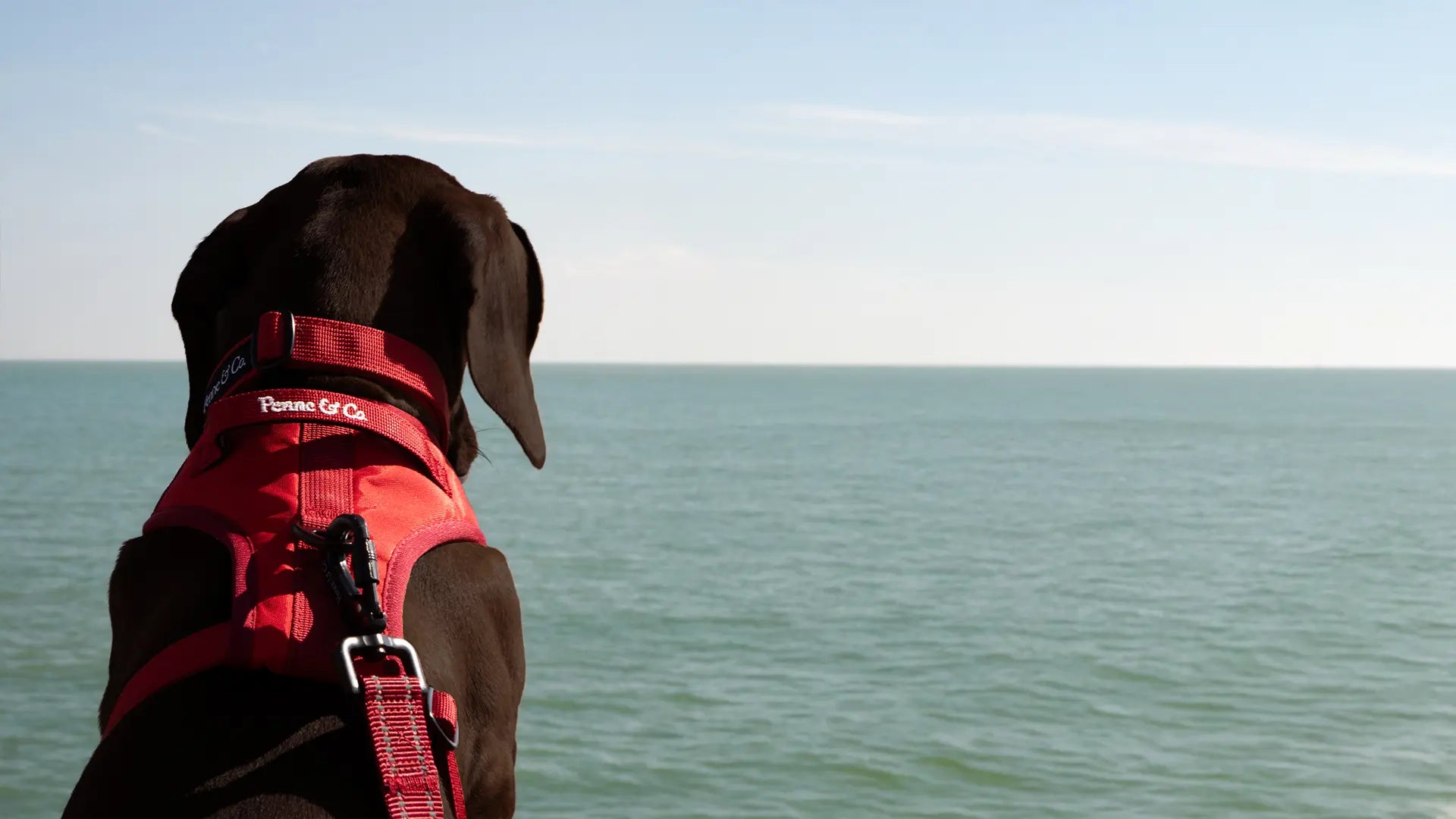 Dog wearing a red Penne&Co. harness looking out over a body of water with a clear sky.