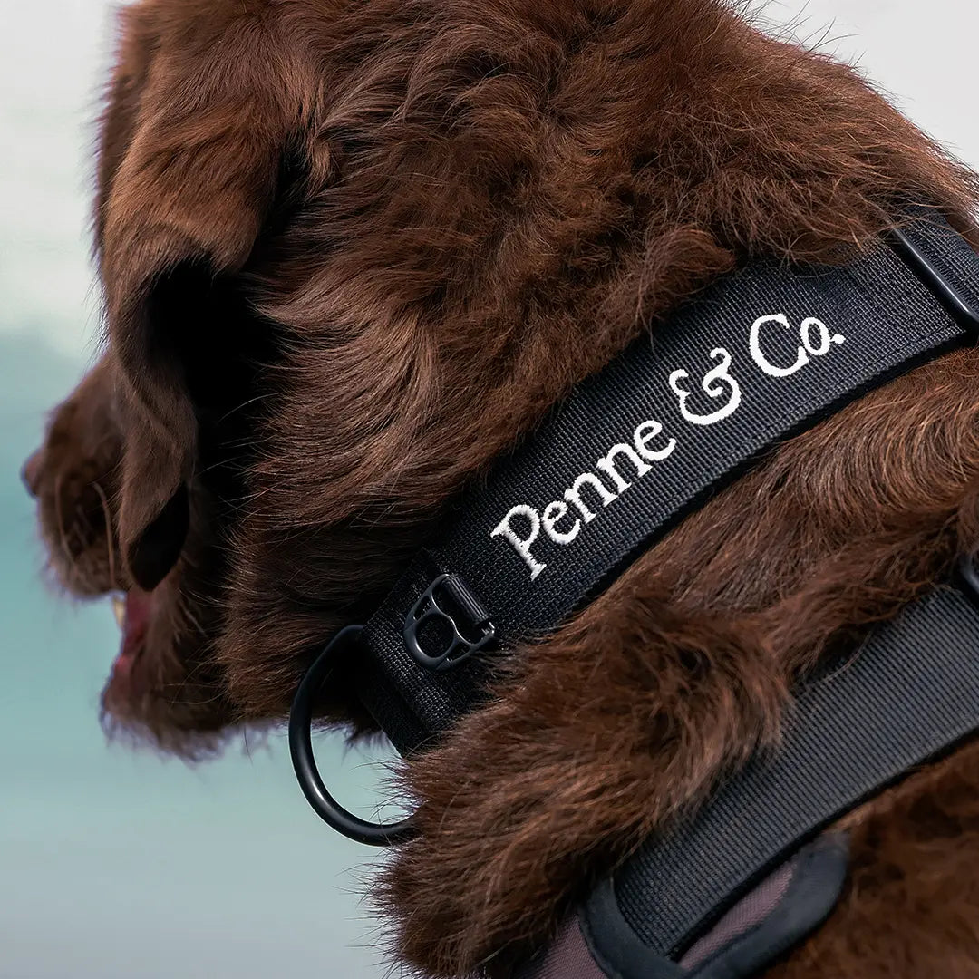 Dual-Ring Functionality