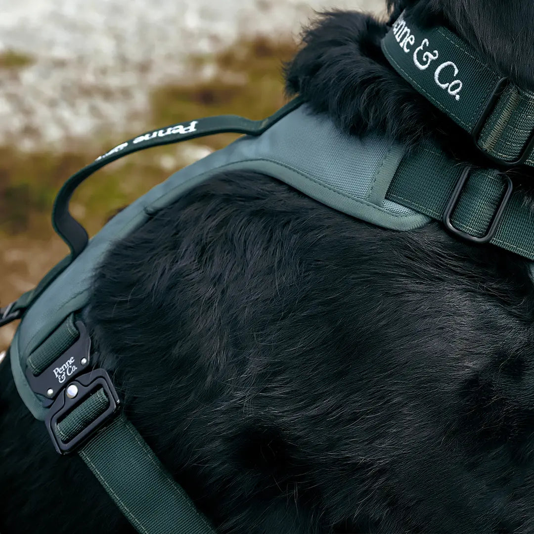 One Click to Walkies