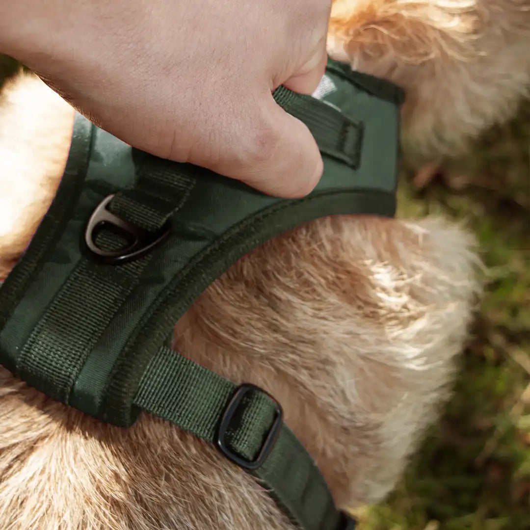 Made for Everyday Wandering