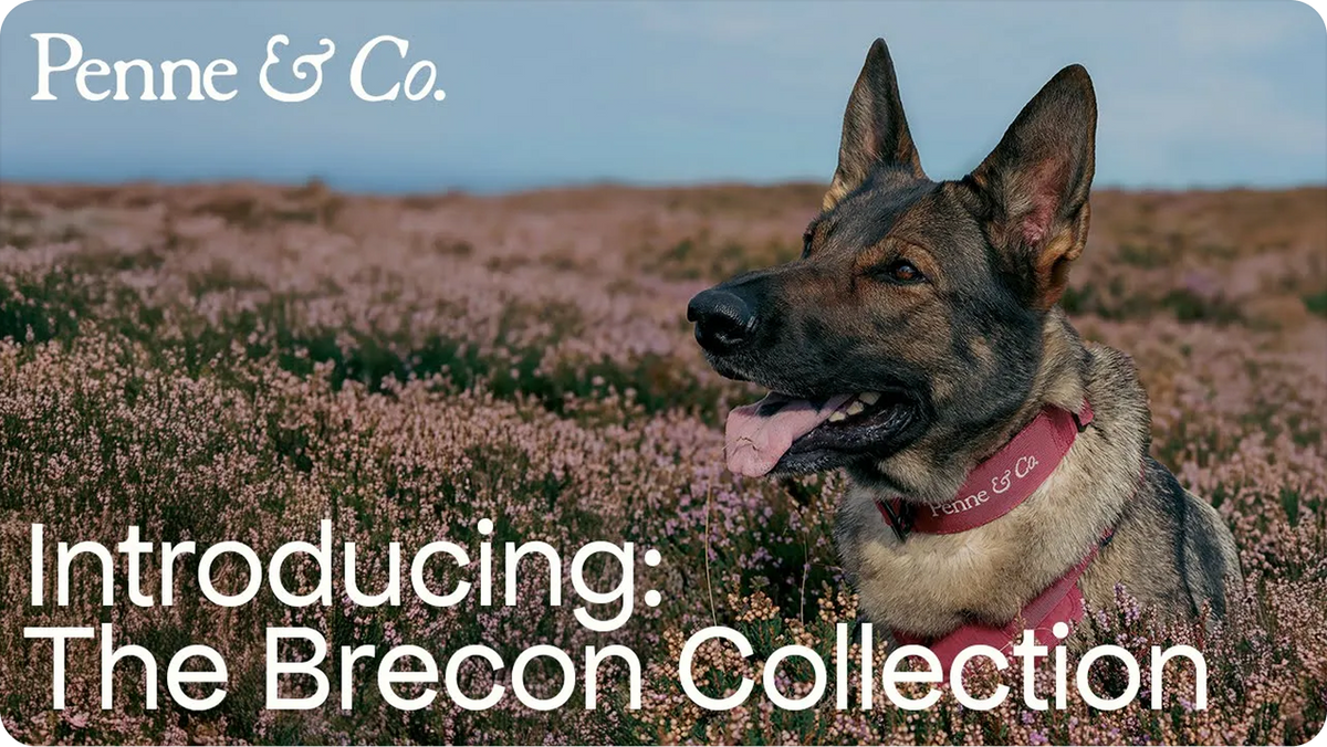 See the Brecon Harness In action