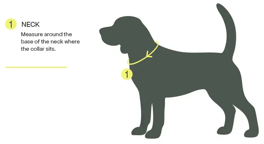 Measure the neck around the base where the collar sits